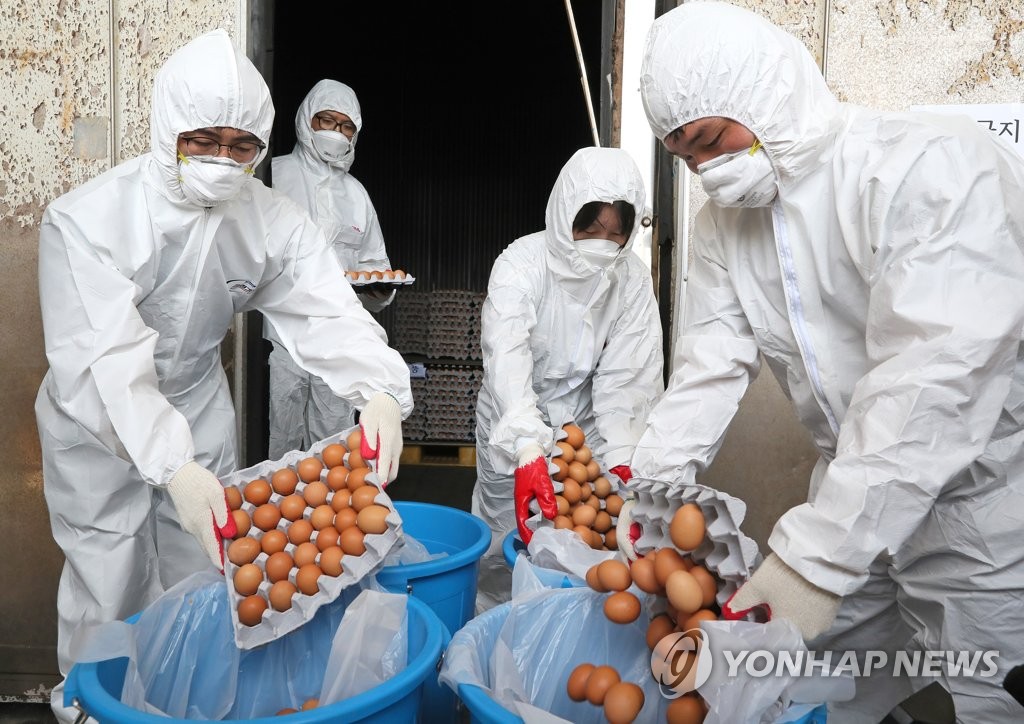 살충제 계란 4천만개중 20 폐기 추정나머지는 어디에 연합뉴스