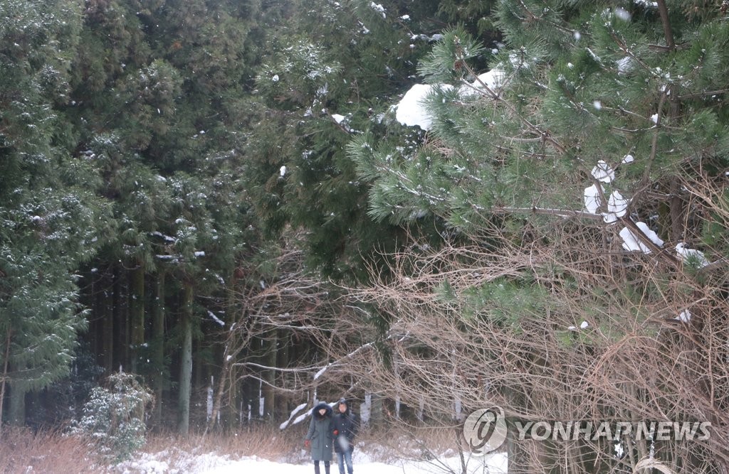 겨울 사려니숲길 걷는 탐방객[연합뉴스 자료사진]