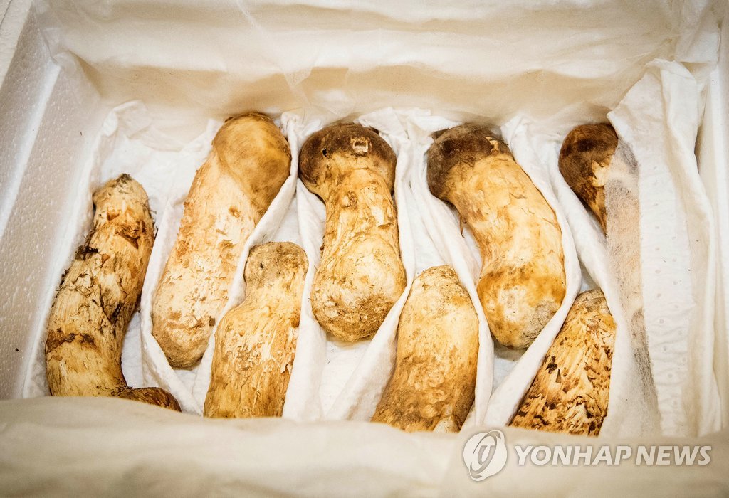 송이버섯