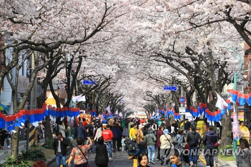 '남도엔 분홍빛 꽃 물결'…완연한 봄 맞아 벚꽃축제 '활짝'(종합)