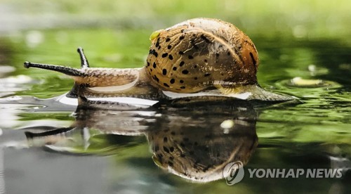 Un caracol bajo la lluvia