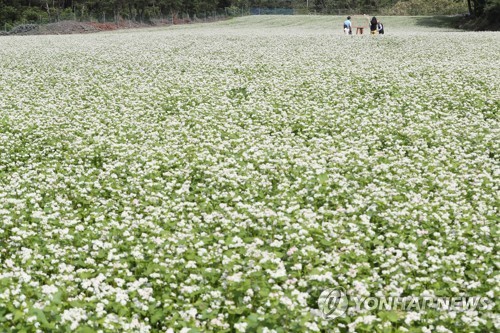 Festival del alforfón en Jeju