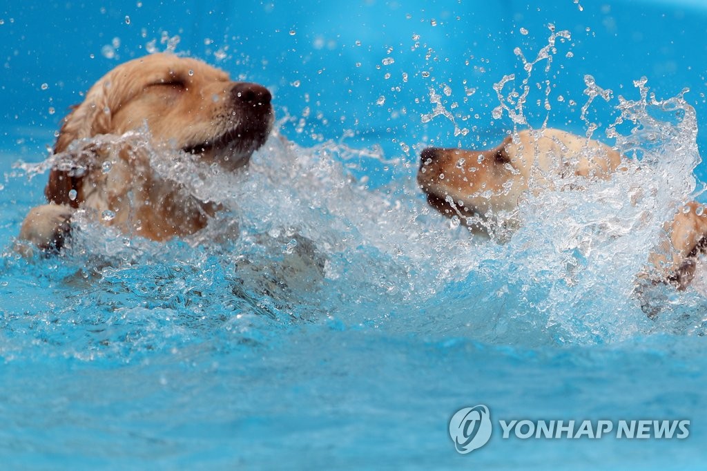 Dog swim. Плавание собачкой. Собака пловец. Плавать по собачьи. Плавание по собачьи картинки.