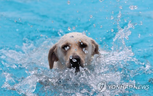 Natation canine