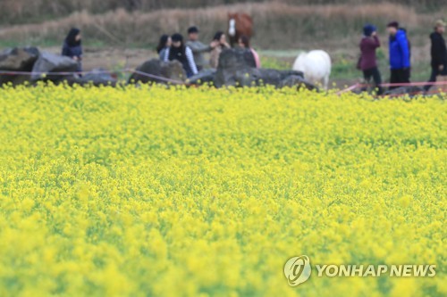 유채꽃 만개한 제주