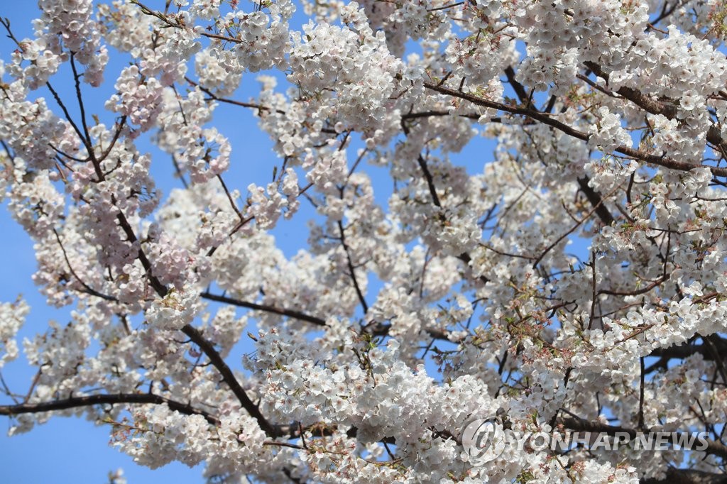 Cherry blossoms on Jeju Island Yonhap News Agency
