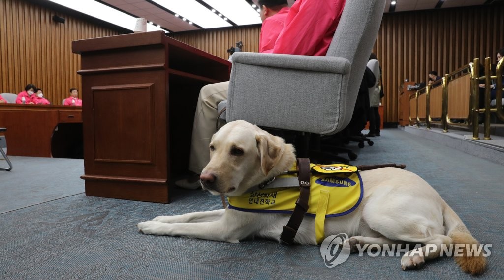 This image, taken on April 1, 2020, shows Joy, the guide dog of Kim Ye-ji, who was then a candidate of the minor opposition Future Korea Party for the April 15 parliamentary elections. (Yonhap)