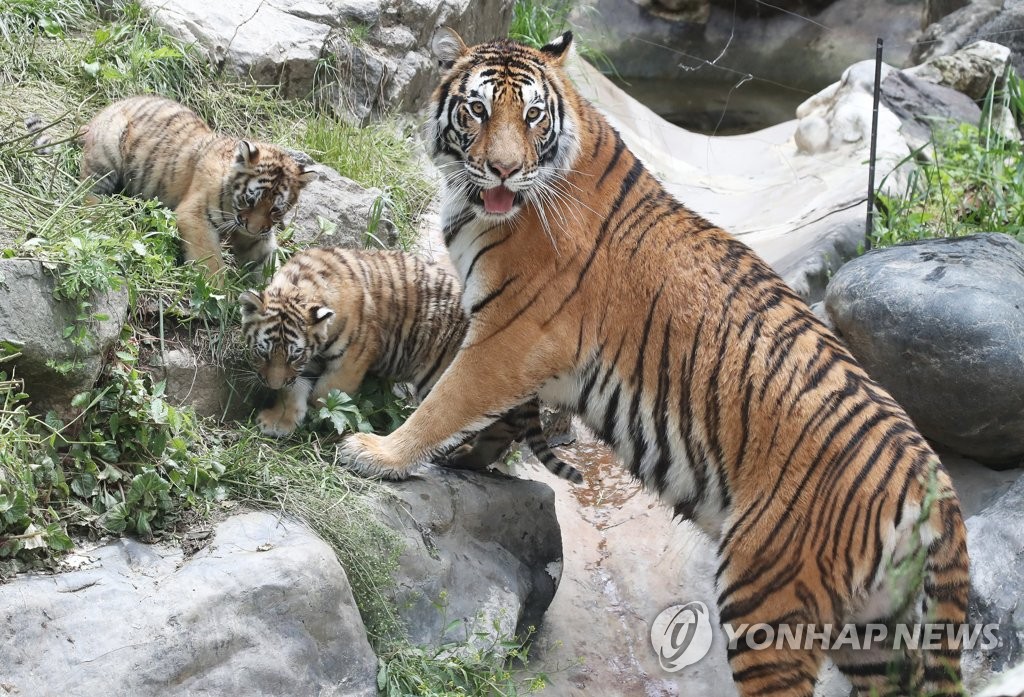 Photo News] Tiger family at S. Korean amusement park