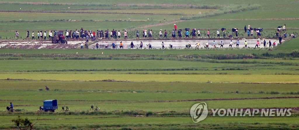 North Korean farmers plant rice in a paddy in Kaepung County, north of the inter-Korean border, on June 18, 2020, in this zoomed-in photo taken from an observation platform on South Korea's Ganghwa Island, 70 kilometers west of Seoul. (Yonhap)