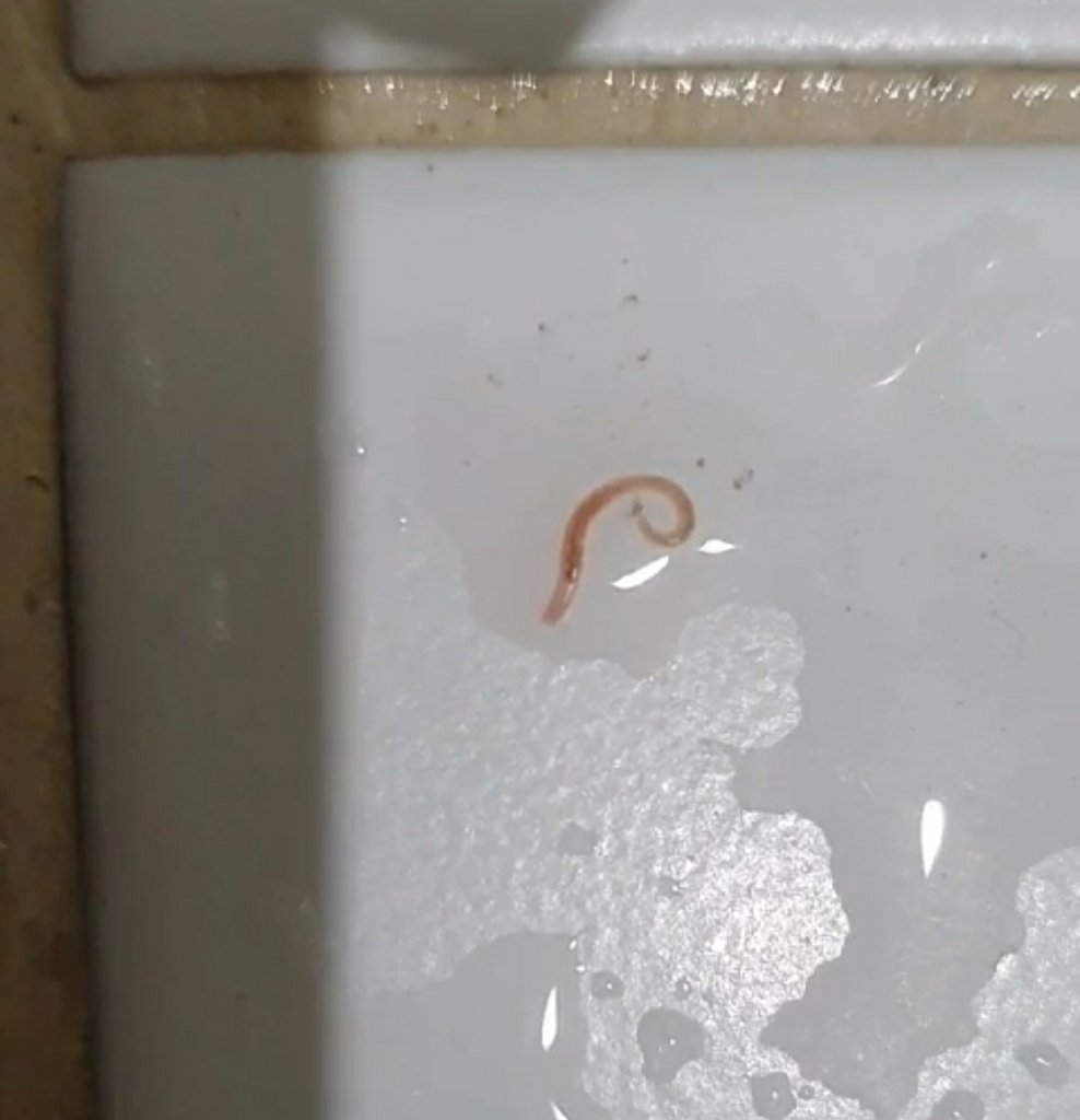 A worm-like organism that was discovered in tap water at an apartment in Seoul's Jung Ward at around 11 p.m. on July 19, 2020, is seen in this photo provided by the resident. (PHOTO NOT FOR SALE) (Yonhap)