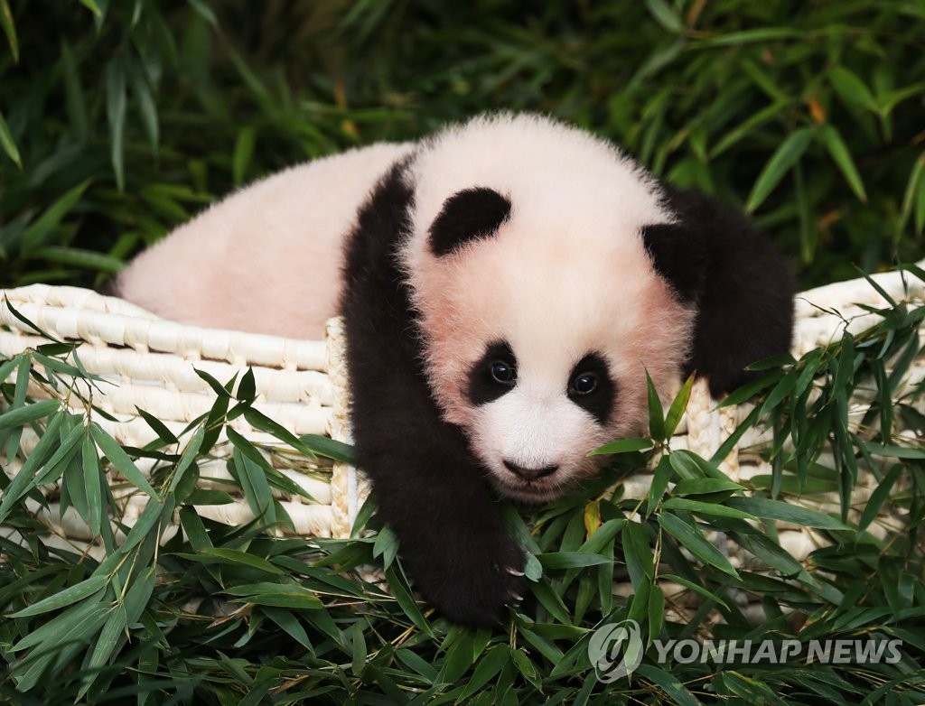 Bebe Panda Agence De Presse Yonhap