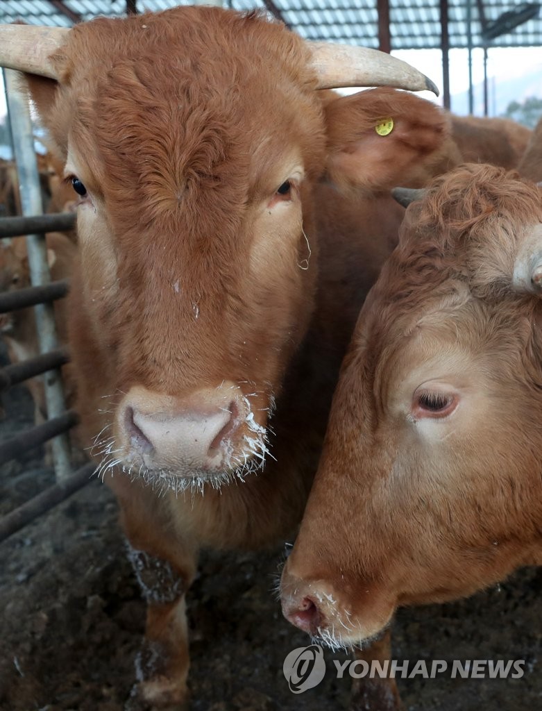 Cows with frozen whiskers stand in a cattle shed in Chuncheon, Gangwon Province, northeastern South Korea, on Jan. 8, 2021, as South Korea is gripped by a cold wave, with the mercury dropping to an intraday low of minus 29.1 C in the region. (Yonhap)