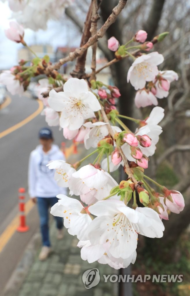 Cherry blossoms in Jeju Yonhap News Agency