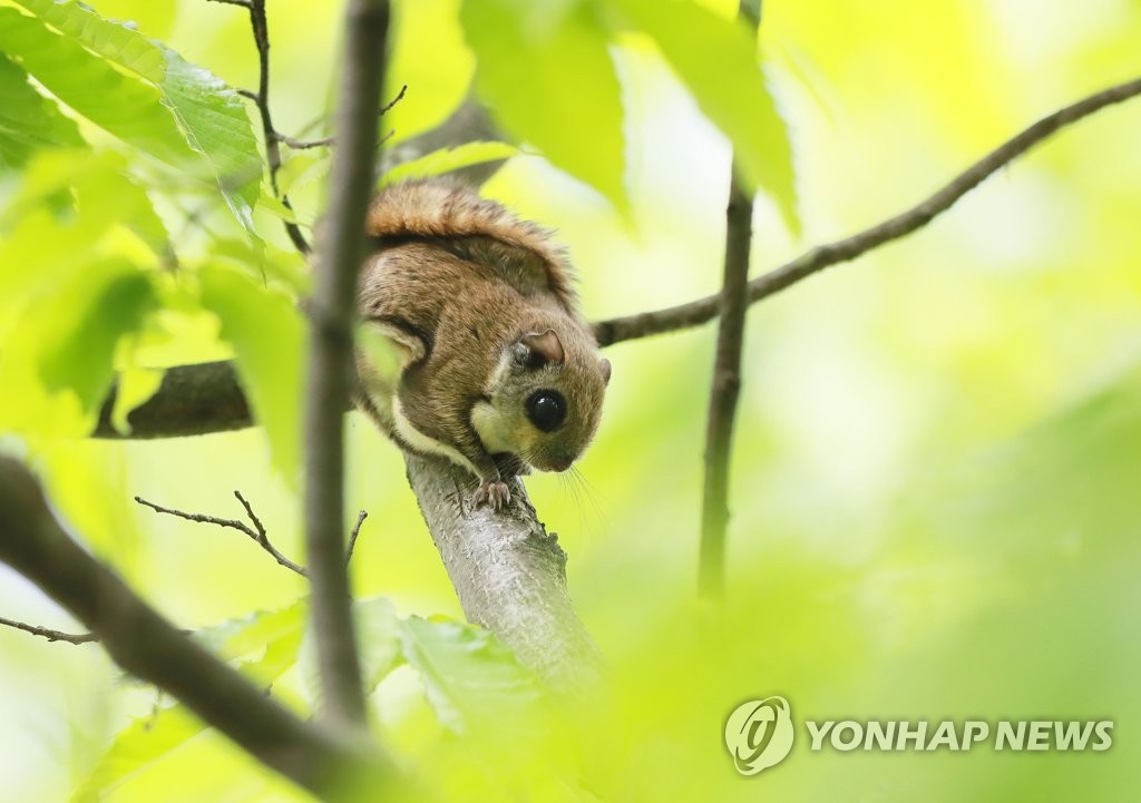 멸종위기 '하늘다람쥐' 포착 | 연합뉴스