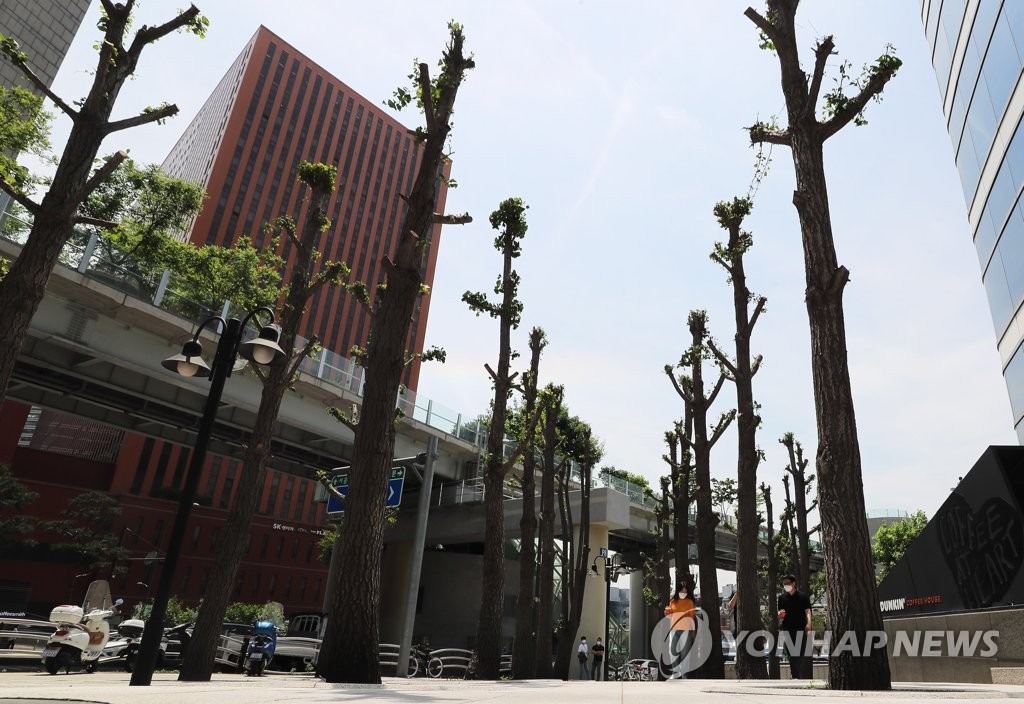 지난해 5월 서울 중구 한 도로변 은행나무들이 과도한 가지치기로 인해 이른바 '닭발 가로수'가 된 모습. [연합뉴스 자료사진]