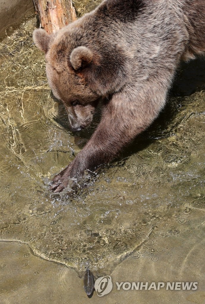 Animals in hot weather | Yonhap News Agency