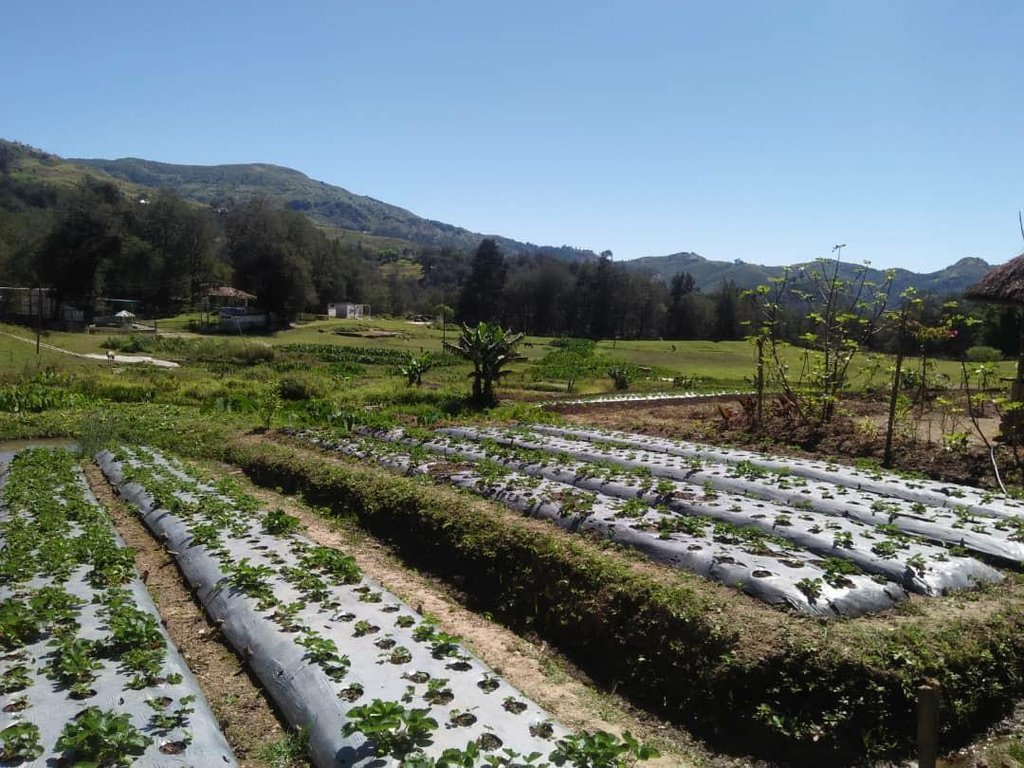 KOICA, 동티모르 농가 소득 개선 위해 농업 유통구조 개선 추진