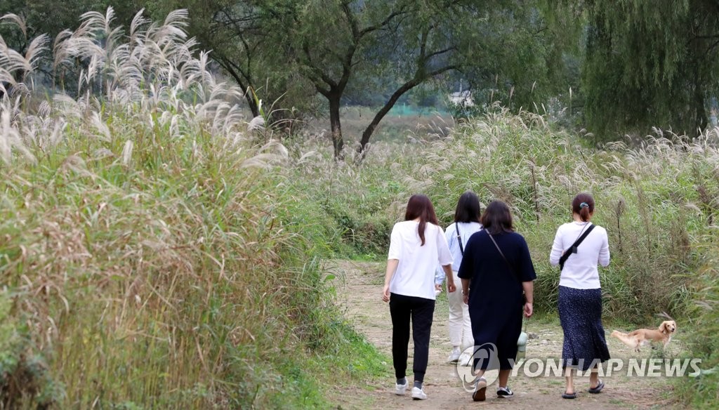 억새와 갈대 어우러진 충주 비내섬 | 연합뉴스