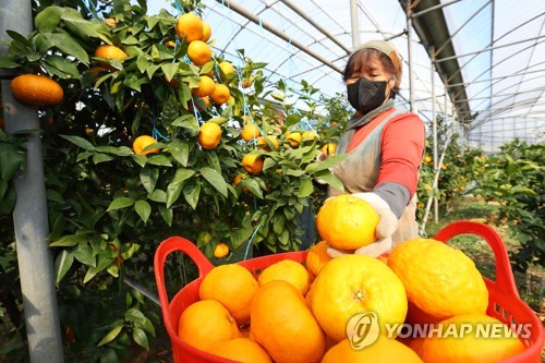 한겨울 수확하는 '윈터프린스·미니향' 재배 면적 확대