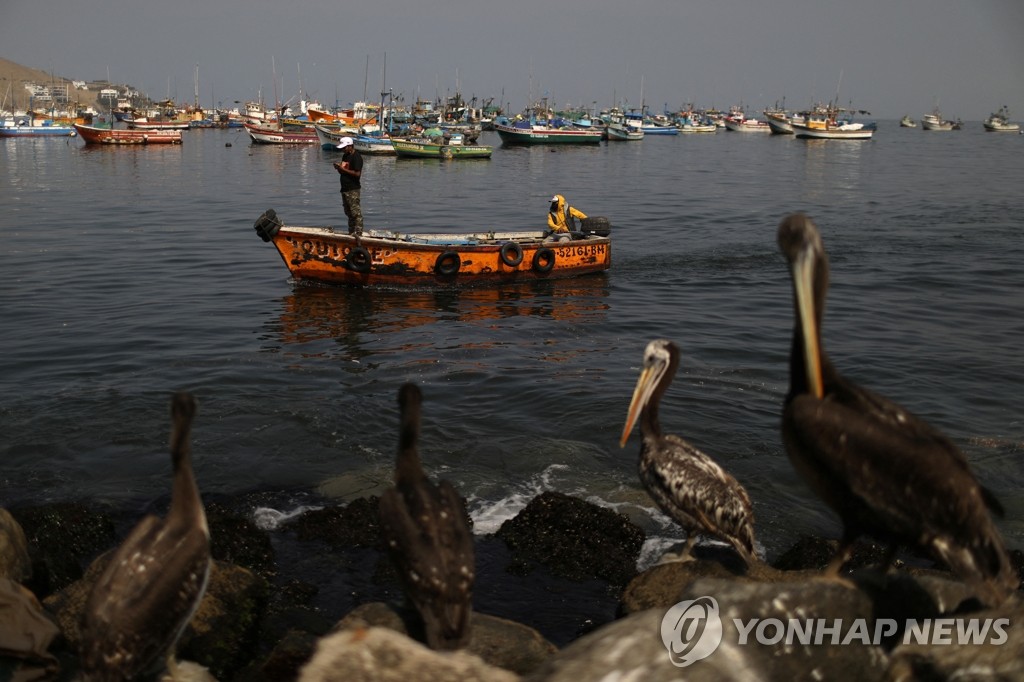 '통가 해저화산 폭발' 여파로 기름 뒤집어쓴 페루 해변 새들