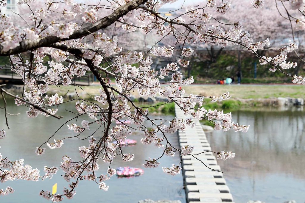 서산 해미 벚꽃축제 올해도 취소…3년 연속