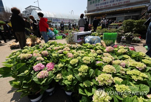 완연한 봄 날씨에 꽃시장 찾은 시민들