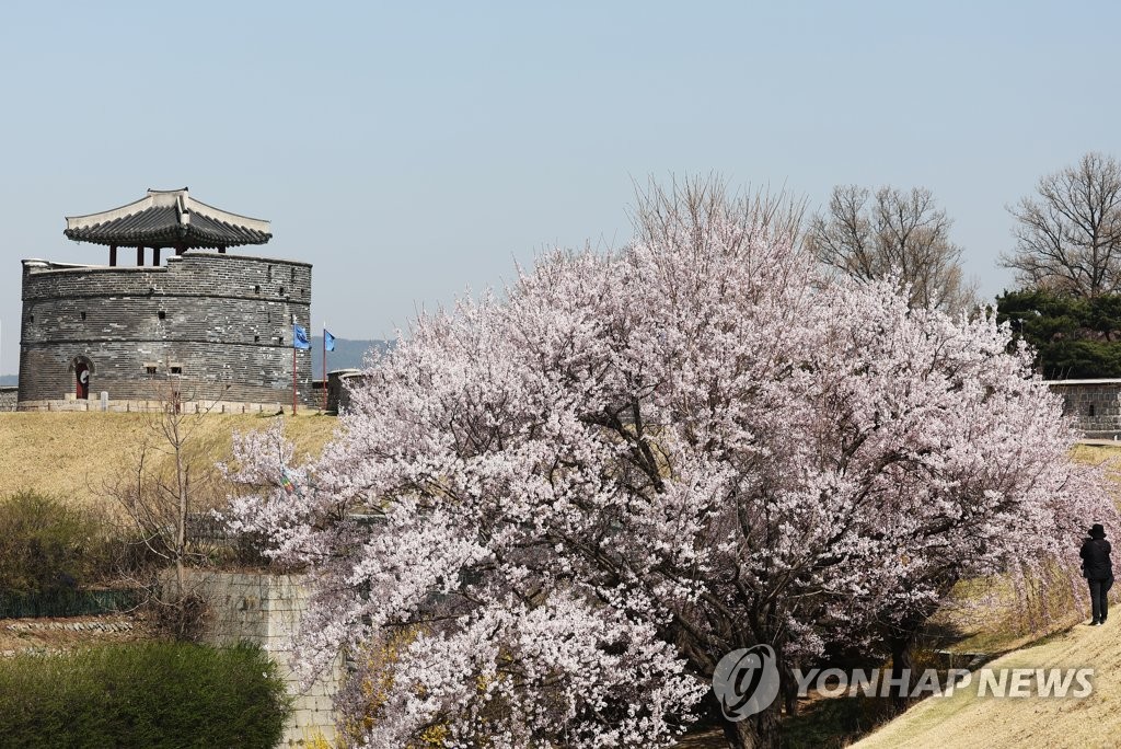 수원화성 벚꽃