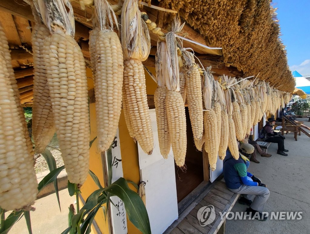 홍천 찰옥수수축제 28일 개막…가요제·농산물 판매 '다채'