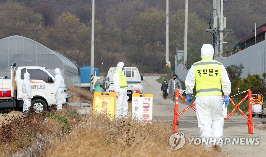 韓国北部でアフリカ豚熱 聯合ニュース