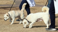 Los dos perros norcoreanos regalados a Moon encuentran un nuevo hogar