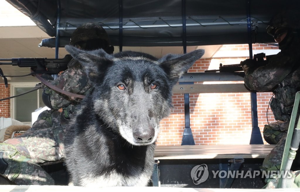 군견 달관이 마지막 훈련