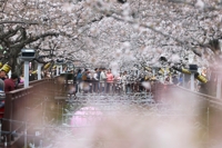 연분홍 진해는 '꽃 반 사람 반'…벚꽃축제 개화 절묘하게 맞췄네
