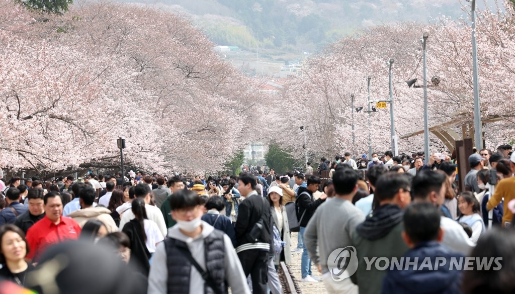 Cherry blossom sightseeing in Changwon