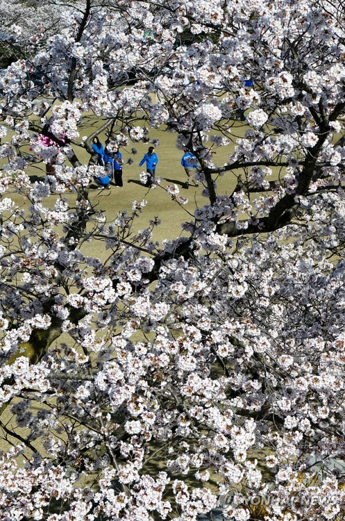 Cherry blossoms on Jeju Island