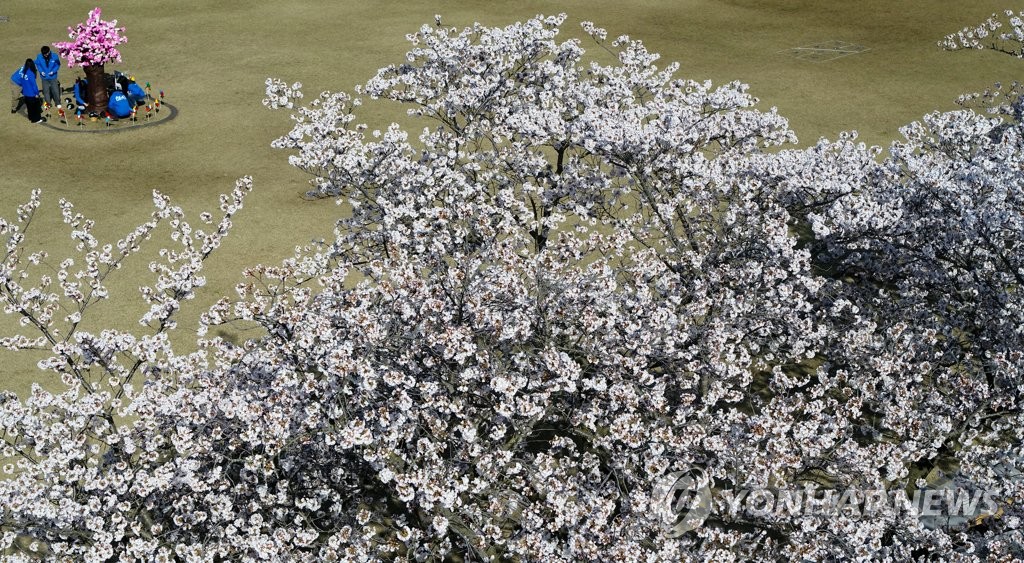 済州島で桜満開