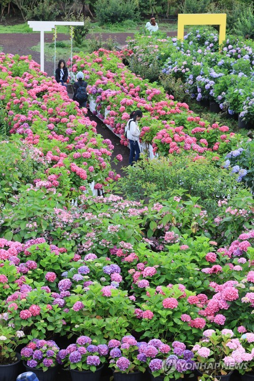 Hortensias en plena floración en Jeju