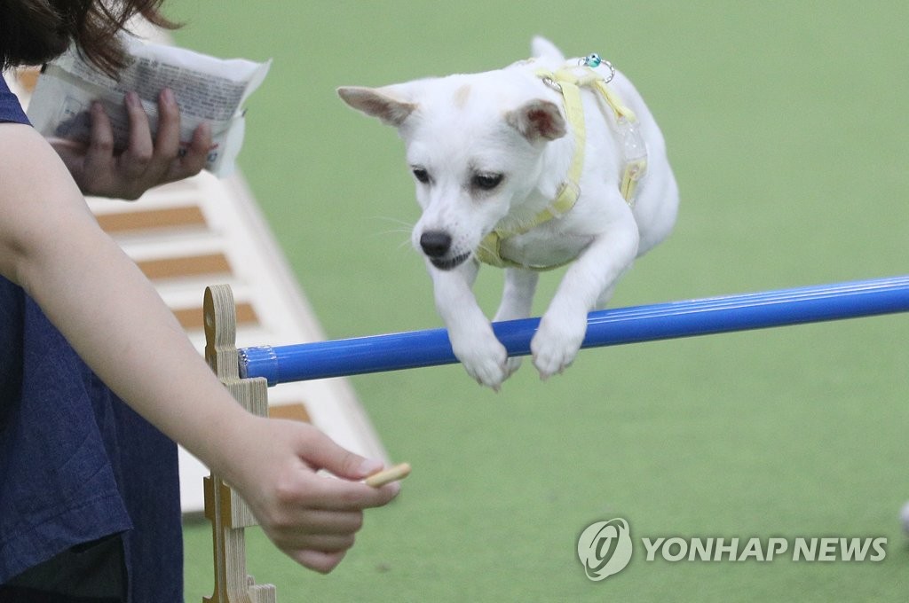 '반려동물 문화축제' 9월 23일 창원서 연다