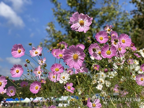Cosmos in full bloom