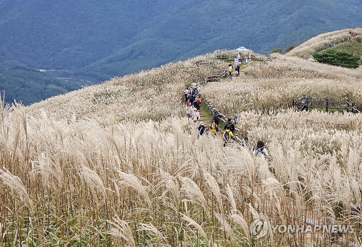 억새 만발한 민둥산