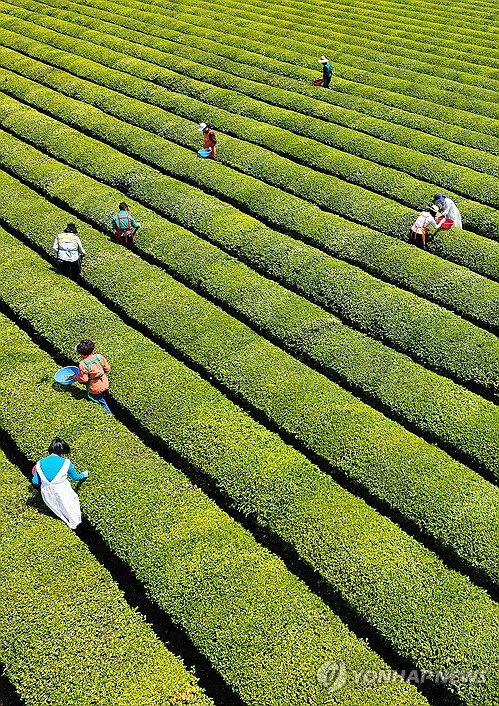 Tea harvest