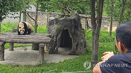 Reencuentro del 'abuelo panda' con Fu Bao