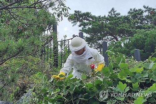 [전국 레이더] 찜통더위에 전국 '벌떼' 주의보…곳곳 쏘임 사고 속출