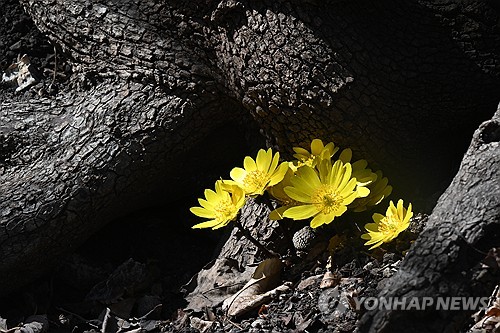 봄이 왔어요