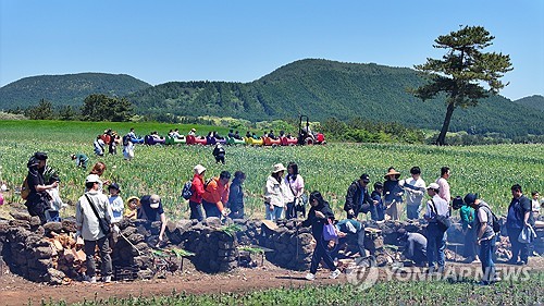[픽! 제주] 장작불에 구운 대파 맛은…보롬왓 파릇파릇 대파축제