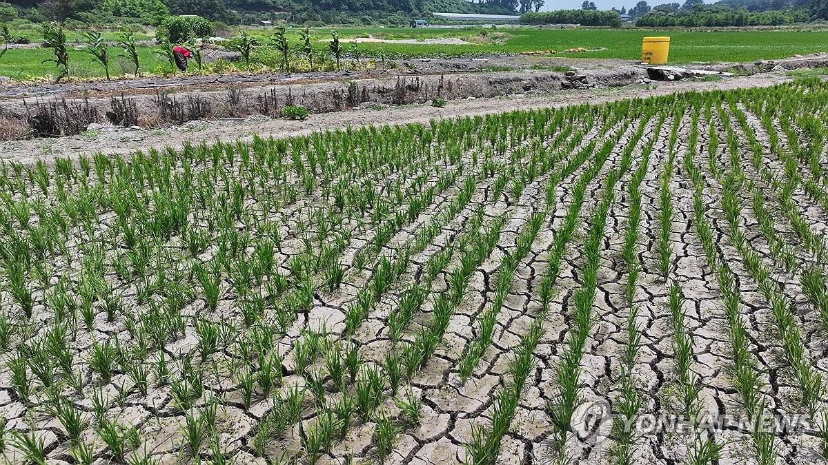 논밭 갈라지고·저수지는 바닥…전국 곳곳 '마른장마' 후…