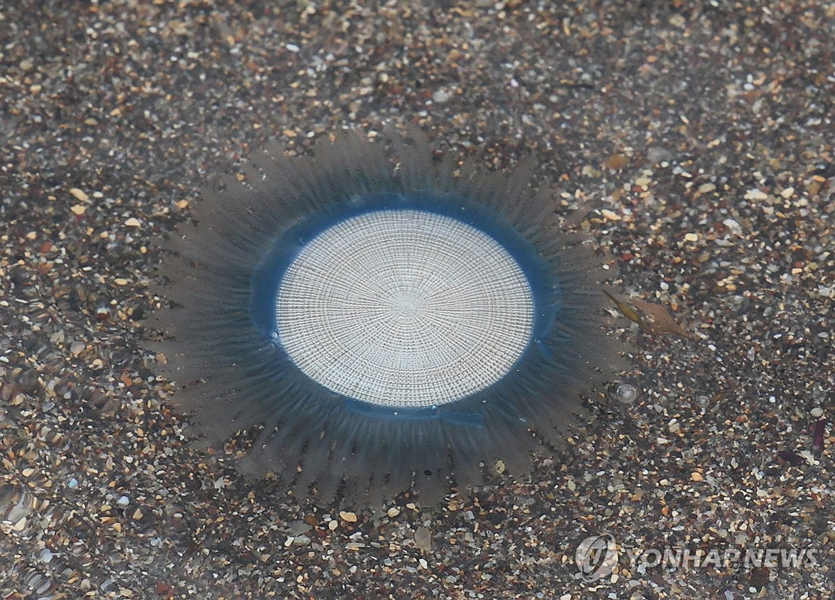 済州島で「ギンカクラゲ」大量発生