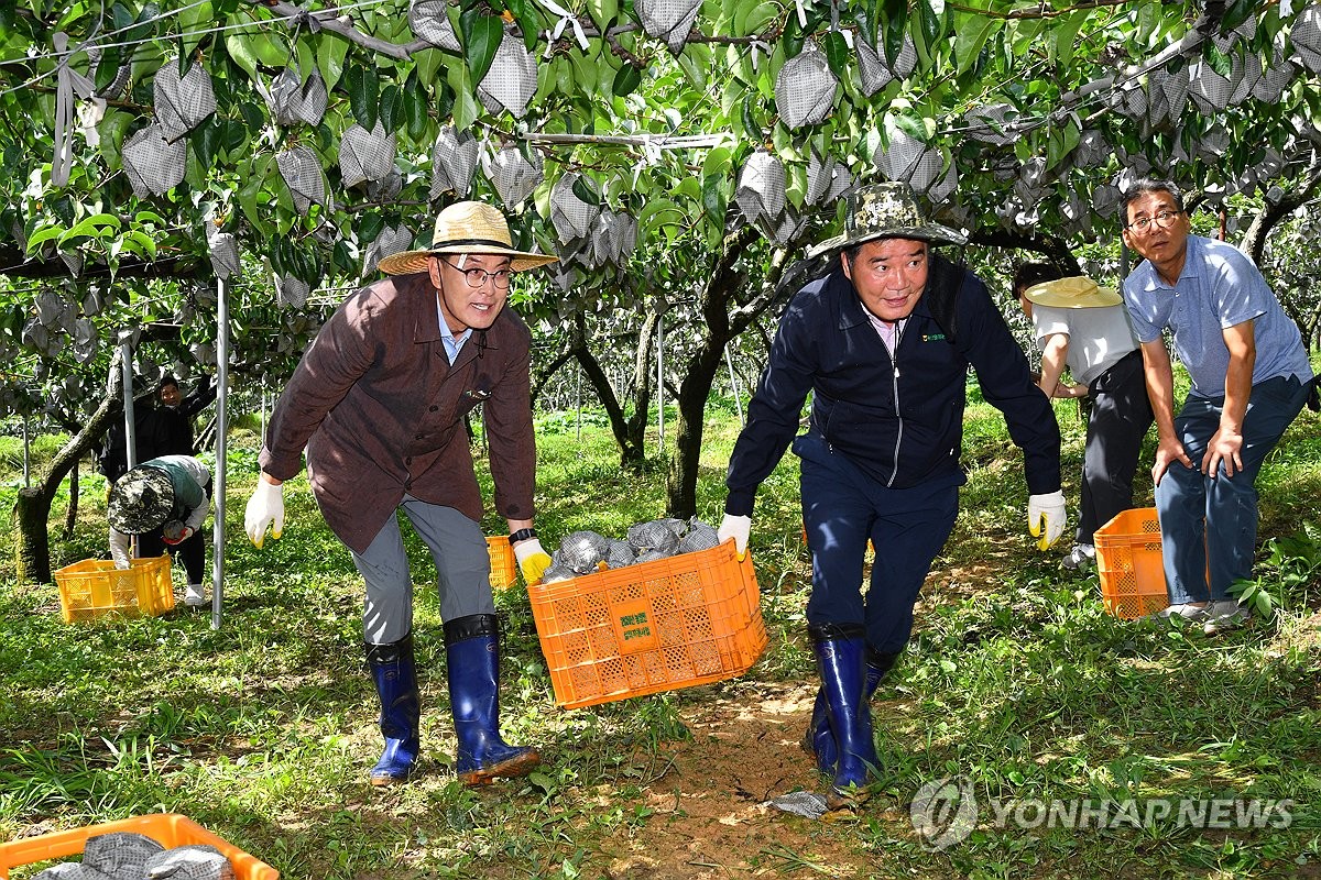 산불·저온 이겨낸 '울주배' 첫수확