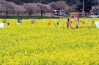 삼색 봄의 향연…삼척 유채꽃 축제 29일 개막