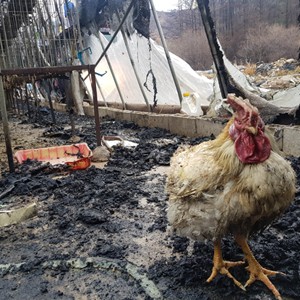 춘천 양계장 화재…검게 그을린 닭