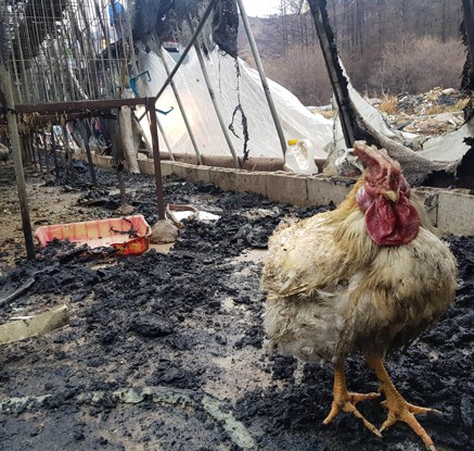 춘천 양계장 화재 3시간 만에 꺼져…닭 4만 마리 소사